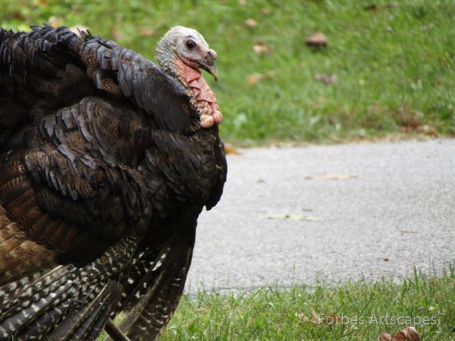 Wild-Turkey by Forbes Artscapes