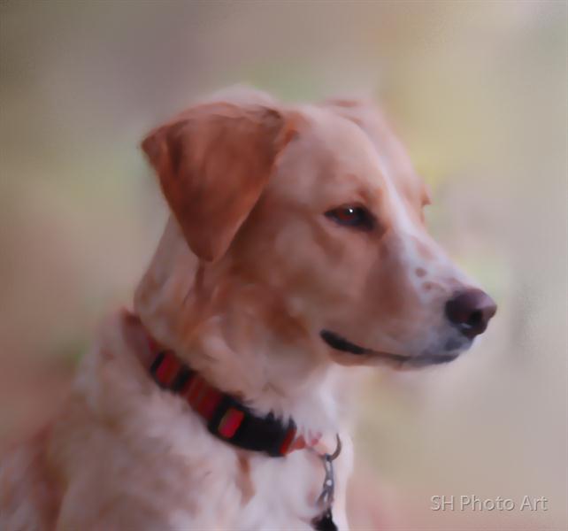 day-dreaming by SH Photo Art