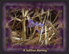 Poster print of A Saffron Morning by the artist Grittynitty's Art World
