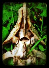 Poster print of Bone Soldier by the artist Artimorean