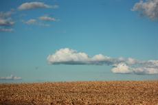 Poster print of FALL CORN FIELD by the artist theresa daniels