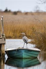 Poster print of Great Blue Heron on Fishing Boat by the artist Amy Jackson