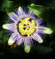 Poster print of Passion Flower by the artist Artimorean