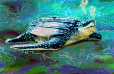 Poster print of Sea Turtle by the artist JT Digital Art